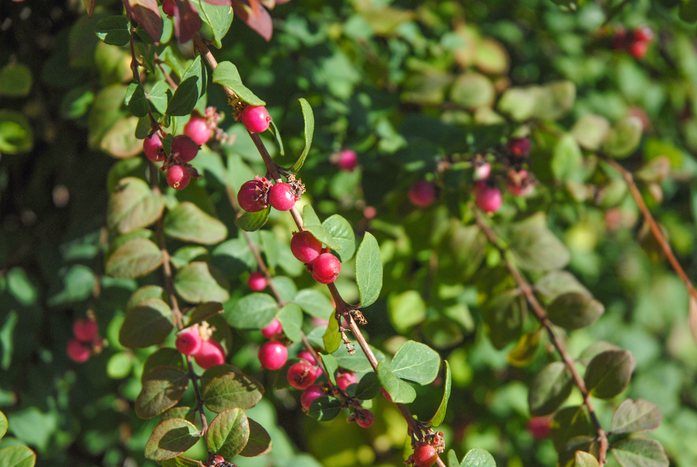 Hancock Coralberry